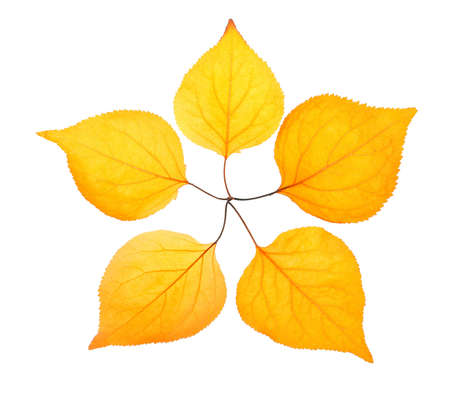 Five yellow leaf placed like a five-pointed starの写真素材