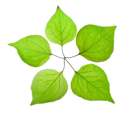 Five green leaf look like a five-pointed starの写真素材