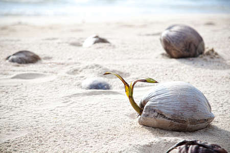 Coconuts on a lonely beach on island Koh Kood. Thailand