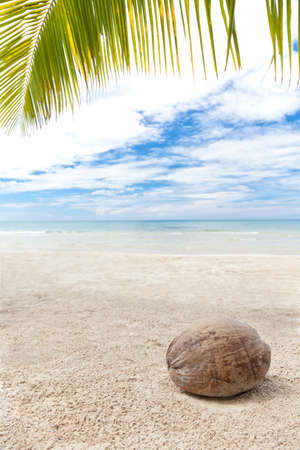 Coconut under palm trees on a lonely beach on island Koh Kood. Thailandの写真素材
