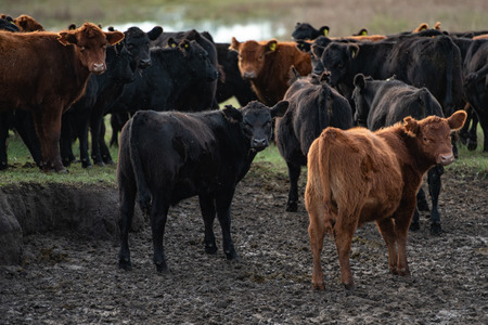 Herd of young cows