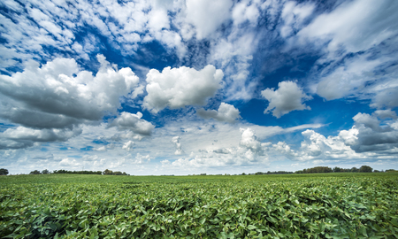 Plantation of soy bean in Argentinaの写真素材