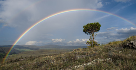Rainbow and treeの写真素材