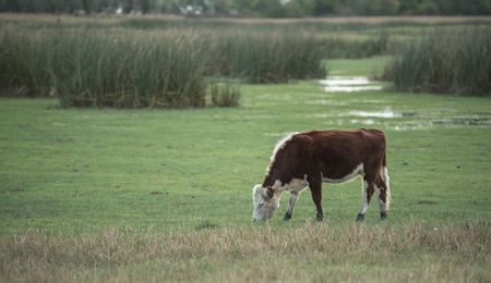 Young cow in farmの写真素材
