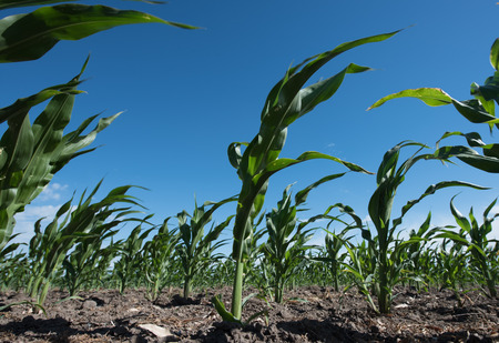 Corn plantation anf blue sky