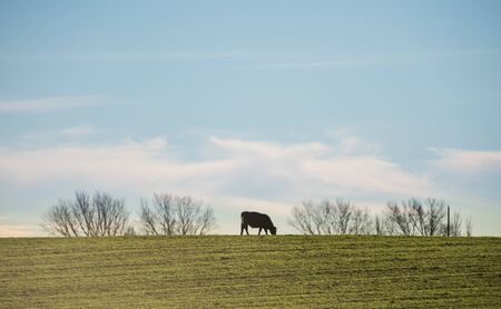 Silhouette of a steer grazing on the hillの写真素材
