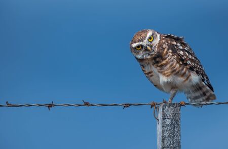 Owl yellow eyes and blue sky. Taken in Patagoniaの写真素材