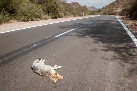 Dead fox by a car taken in Salta Province, Argentina