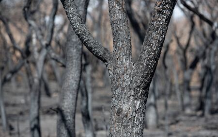 After the fire, grey trees and dead. Taken in La Pampa,  Argentina.