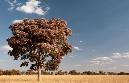 Tree with flowers on the brazilian savanna, near to Goiania, Goias state.の写真素材