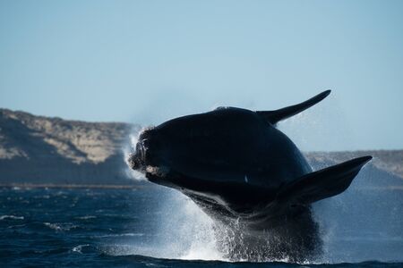 Whale jumping in Patagoniaの写真素材