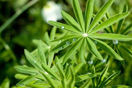 drops on the green leaf.の写真素材