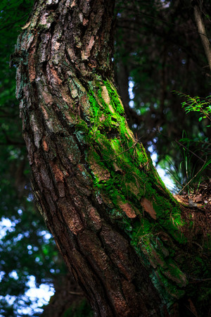 tree with green fungusの写真素材