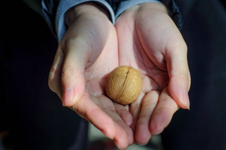 Walnut in handsの写真素材