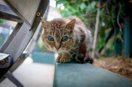 Stray catの写真素材