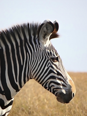 Grevy s zebra  watercolour            の写真素材