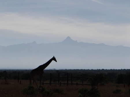 Giraffe before Mount Kenyaの写真素材