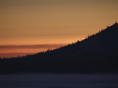 Conifers silhouetted against the dawn                   の写真素材