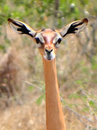 Gerenukの写真素材