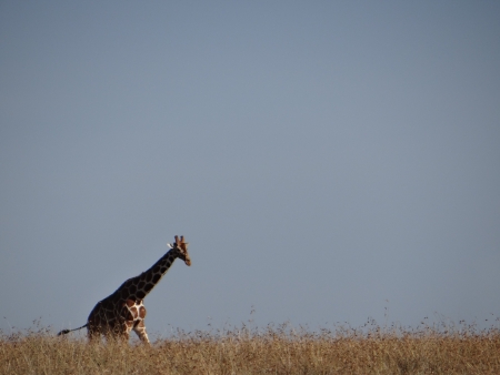 Giraffe on the horizon  2 の写真素材