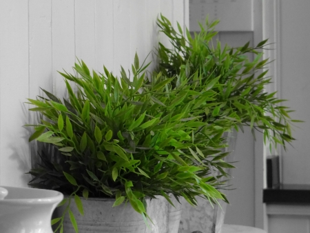 Greenery  colour filter の写真素材