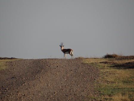 Thomson s gazelle on the horizonの写真素材