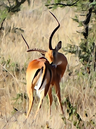 Male impala scratching himself  watercolour の写真素材