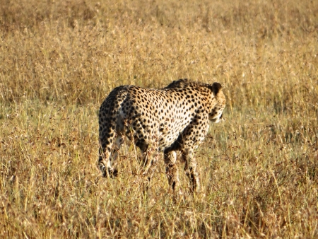 Cheetahの写真素材