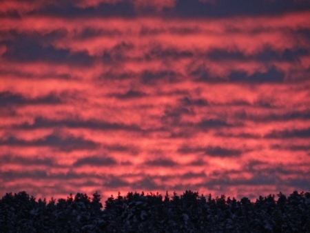 Sunset over the pine forest again