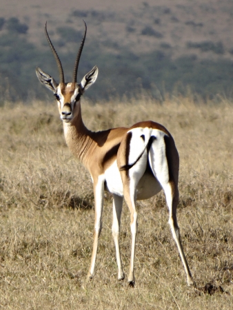 Grant s gazelleの写真素材