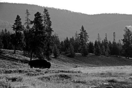 Bison in Yellowstone landscape  b w の写真素材