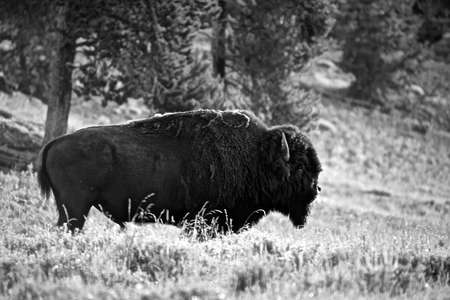 Bison  b w の写真素材