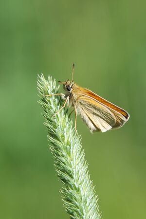 Moth resting on a plantの写真素材