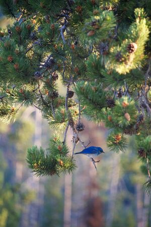 Bluebird on a pine branchの写真素材