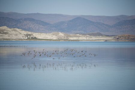 Birds over Mono Lake  2 の写真素材