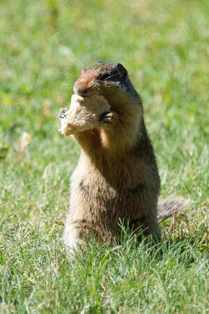 Squirrel eating breadの写真素材