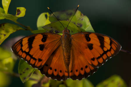 Close-up of orange butterflyの写真素材