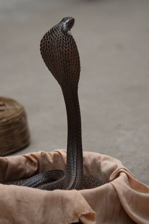 Cobra rising out of basketの写真素材