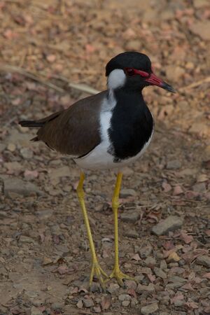 Red-wattled lapwing on groundの写真素材