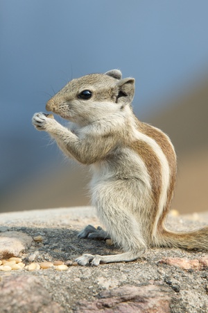 Squirrel eating nutの写真素材