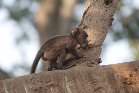 Baby langur crouched on branchの写真素材