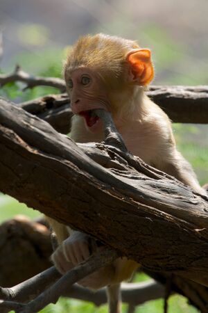 Baby rhesus macaque biting a branchの写真素材