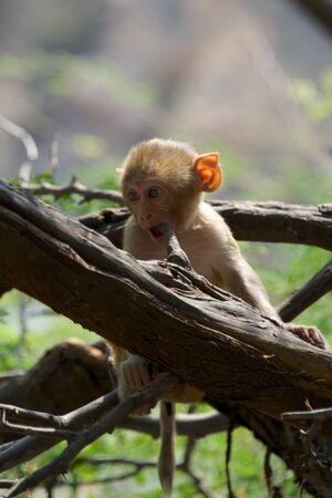 Baby rhesus macaque chewing a branchの写真素材