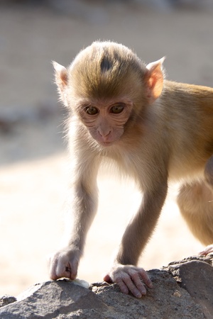 Baby rhesus macaqueの写真素材