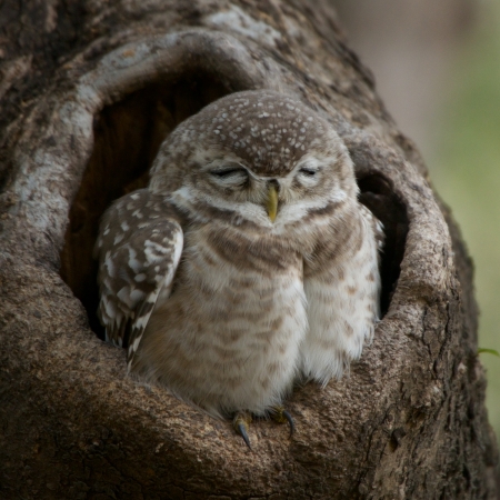 Baby spotted owlet close-upの写真素材