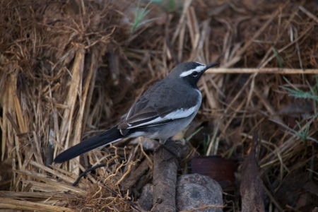 Black and white bird on groundの写真素材
