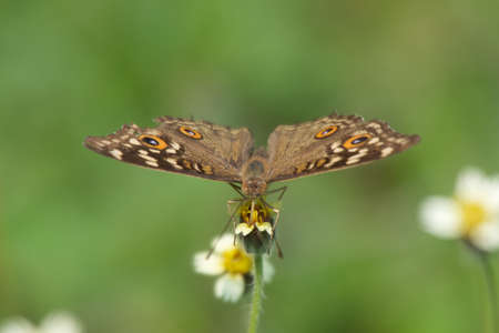 Butterfly from the frontの写真素材