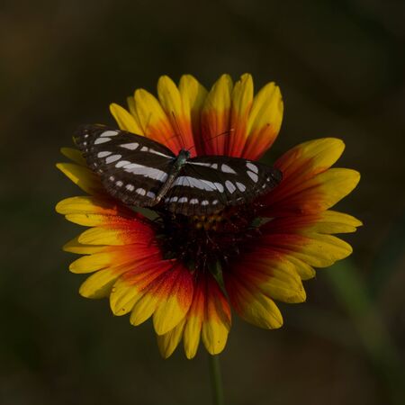 Butterfly on red and yellow flowerの写真素材