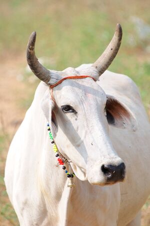 Cow with decorative Diwali collarの写真素材