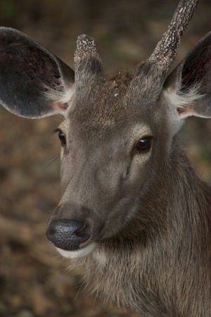 Face of sambar deer turnedの写真素材